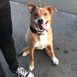 Meet your Posher, Annie